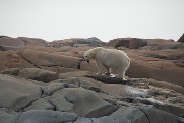 wet polar bear stepping out of the hudson bay near churchill manitoba canada