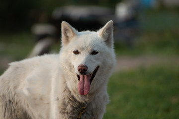 beautiful sled dog in summer panting churchill manitoba canada