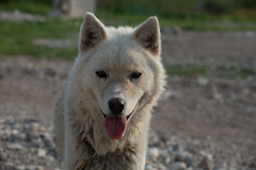 Obraz premium attentive sled dog in the summer in churchill manitoba