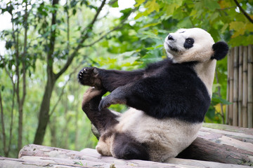 playful three legged giant panda in sichuan china