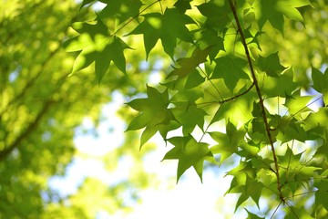 木漏れ日が楓の葉に点々と光っている新緑です