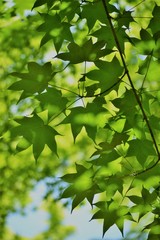 Fototapeta na wymiar 木漏れ日が楓の葉に点々と光っている新緑です