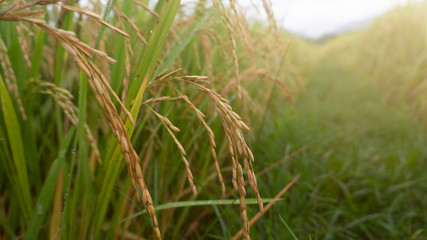 Rice plants enter the harvest season, appear to contain grain because of enough water and pest free