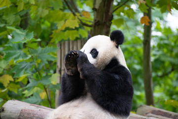 giant panda playing with a moth in sichuan china