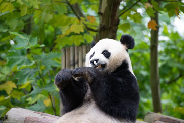 giant panda playing with a moth in sichuan china