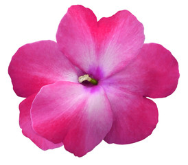 watercolor violets flower  pink. Flower isolated on a white background. No shadows with clipping path. Close-up. Nature.