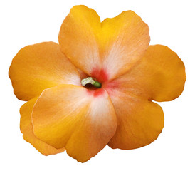 watercolor violets flower  orange.  Flower isolated on a white background. No shadows with clipping path. Close-up. Nature.