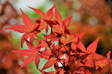 新緑の時期に紅葉するモミジの葉です