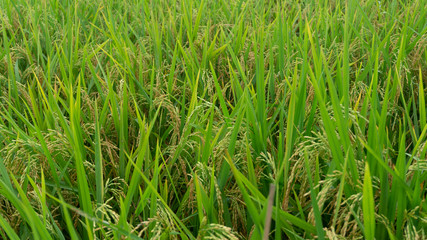 Rice plants enter the harvest season, appear to contain grain because of enough water and pest free