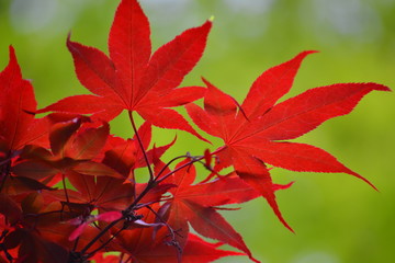 新緑の時期に紅葉するモミジの葉です