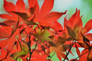 新緑の時期に紅葉するモミジの葉です