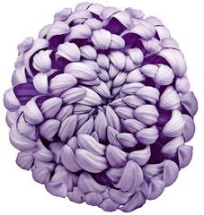 flower  violet chrysanthemum . Flower isolated on a white background. No shadows with clipping path. Close-up. Nature.