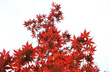 新緑の時期に紅葉するモミジの葉です