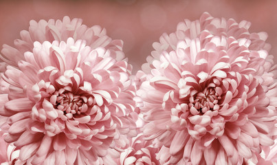 Floral red-yellow background. Flowers pink Chrysanthemums.. Close-up.  Flower composition. Nature.