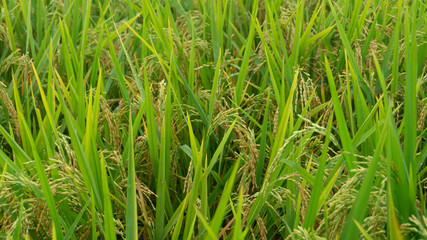 Rice plants enter the harvest season, appear to contain grain because of enough water and pest free