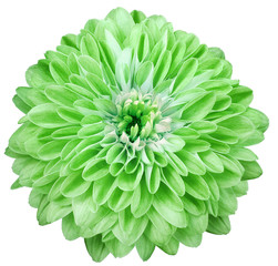 dahlia flower green. Flower isolated on a white background. No shadows with clipping path. Close-up. Nature.