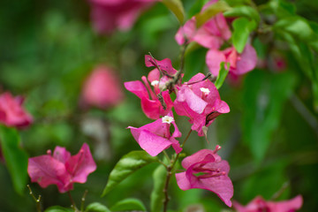 beautiful pink flowers