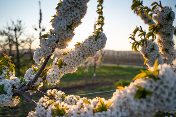 Cherry blossoms in an orchard in Hesse Ockstadt