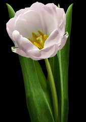 Fototapety  różowy tulipan kwiat na czarno na białym tle ze ścieżką przycinającą. Kwiat na łodydze z zielonymi liśćmi. Natura. Zbliżenie bez cieni. Kwiat ogrodowy.