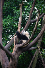Fototapeta premium giant panda climbing a tree in sichuan province china