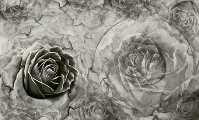 Floral  white-black background. Flowers and rose petals. Flower composition. Place for text. Greeting card. Nature.