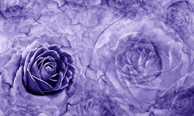 Floral violet background. Flowers and rose petals. Flower composition. Place for text. Greeting card. Nature.