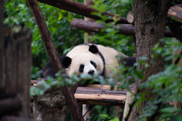 giant panda sleeping in its enclosure in sichuan province china