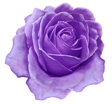 purple flower rose  on a white isolated background with clipping path.  no shadows. Closeup.  Nature.