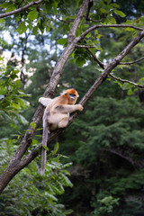 endangered golden snub nosed monkey in the trees of the qinling mountains in shaanxi china