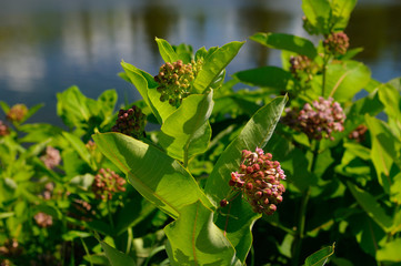 Purple flowered Swamp Milkweed growing next to a pond