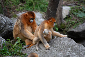 golden snub nosed monkey family grooming on rocks