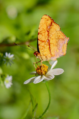 Orange butterfly feeding on tick weed flower 