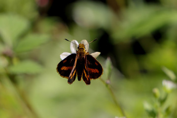 Orange butterfly feeding on tick weed flower 