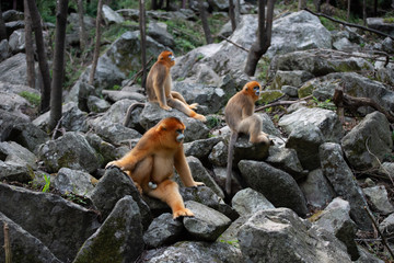 golden snub nosed monkey sitting on rocks in shaanxi province china