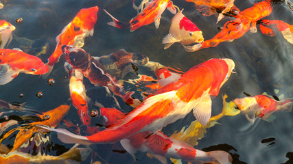 Many colorful koi fish play in the pool and wait for the party. The concept of fighting for food Decorative fish for the park area