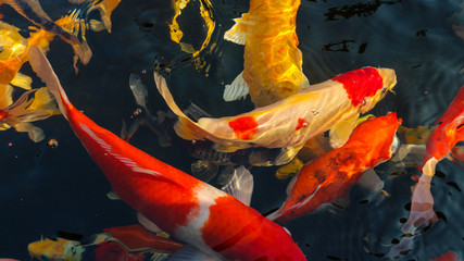 Many colorful koi fish play in the pool and wait for the party. The concept of fighting for food...