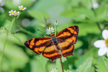 Fototapeta na wymiar Orange butterfly feeding on tick weed flower 