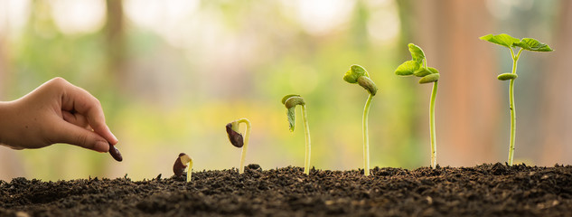 hand holding and caring a green plant over lighting background, planting tree, environment, background.agriculture, horticulture. plant growth evolution from seed to sapling, ecology concept. - obrazy, fototapety, plakaty