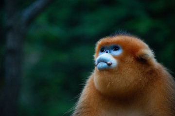 male golden snub nosed monkey gaze