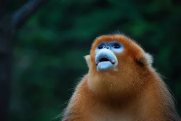 Gardinen Affe male golden snub nosed monkey gaze  © Wandering Bear