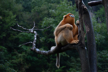 endangered golden snub nosed monkey in the trees of the qinling mountains in shaanxi china