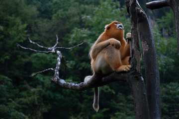 endangered golden snub nosed monkey in the trees of the qinling mountains in shaanxi china