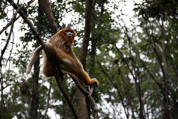endangered golden snub nosed monkey in the trees of the qinling mountains in shaanxi china