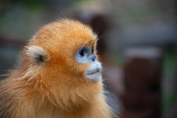 Naklejka premium golden snub nosed monkey in china