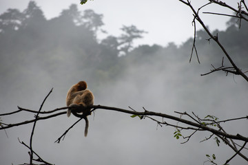 golden snub nosed monkey mom and young in the trees