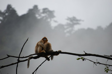 golden snub nosed monkey mom and young in the trees