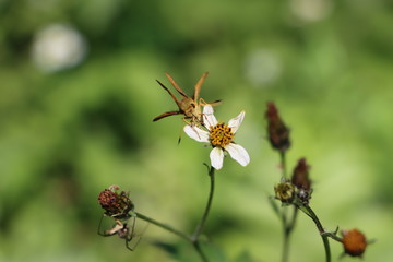 Orange butterfly feeding on tick weed flower 