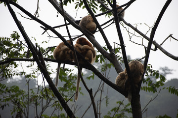 golden snub nosed monkeys in the trees