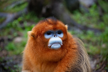 male golden snub nosed monkey in china