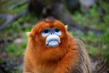 male golden snub nosed monkey in china